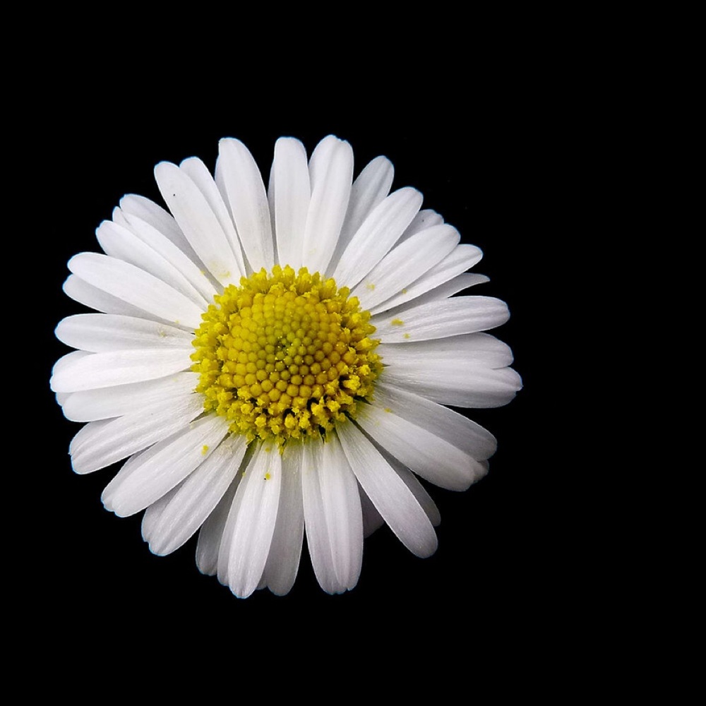 Meet your Posher, Bella